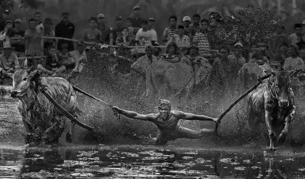 Sumatran Cow Race Action Shot 5 Sumatran Cow Race Action Shot 5