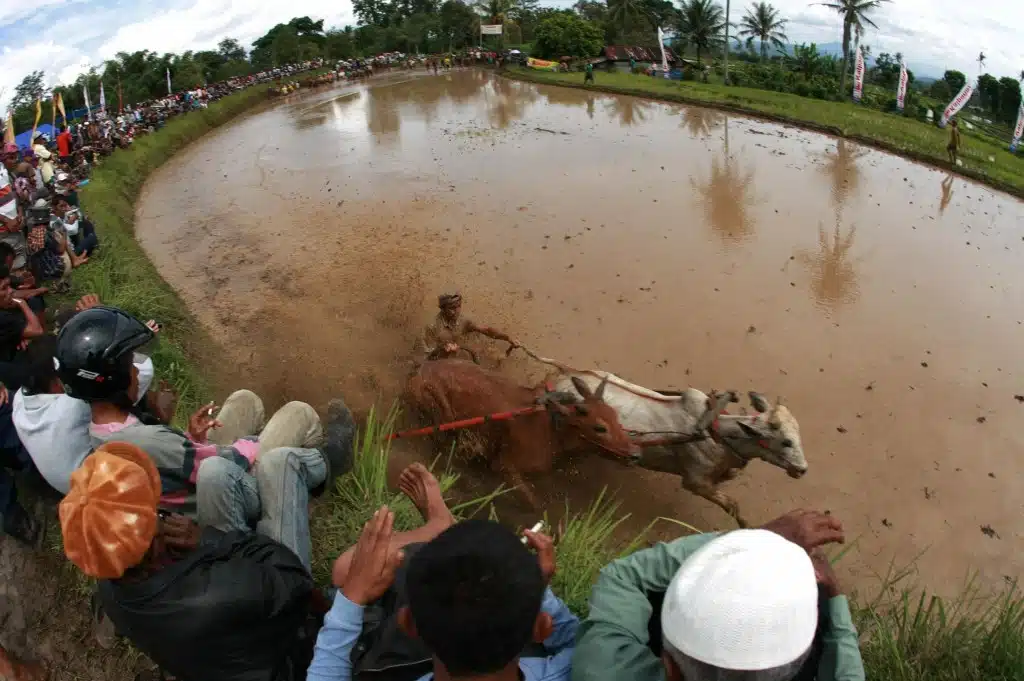 Sumatran Cow Race Audience Sumatran Cow Race Audience