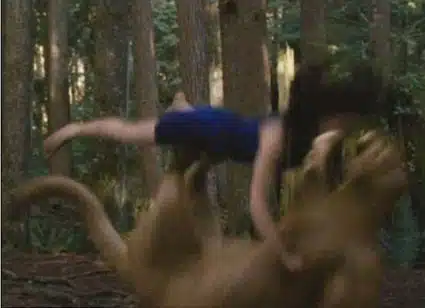 Wrestiling lion Wrestiling lion