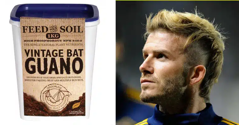 bat shit beckham