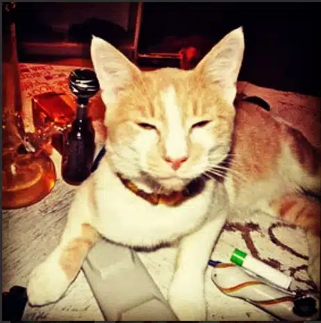Cats Smoking Weed 1 Cats Smoking Weed 1