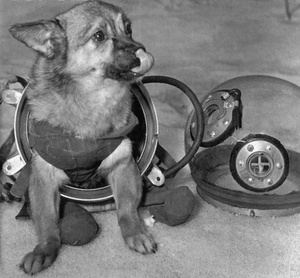 Dogs In Space Suits 4