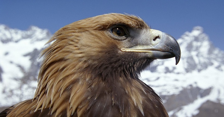 Golden Eagle - Child Snatcher