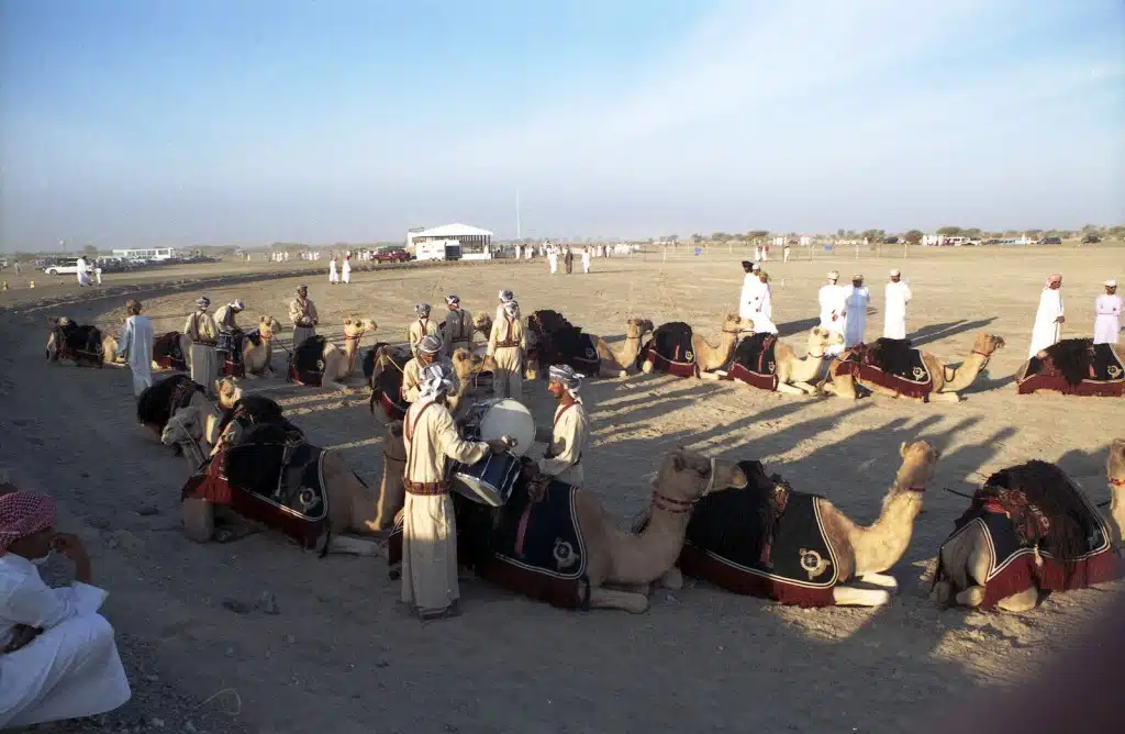 Sultam Of Oman Camel Mounted Bagpipe Band - At Rest Sultam Of Oman Camel Mounted Bagpipe Band - At Rest