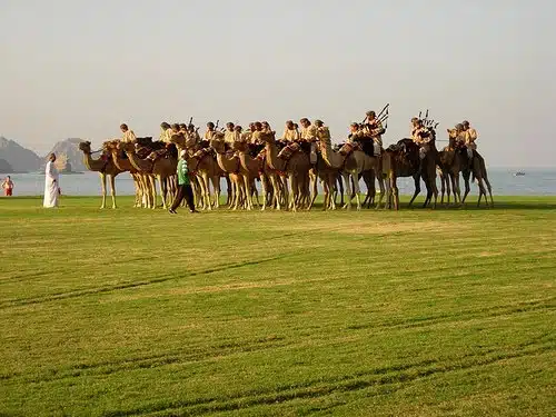 Sultam Of Oman Camel Mounted Bagpipe Band - At Work Sultam Of Oman Camel Mounted Bagpipe Band - At Work