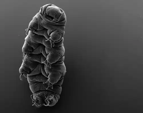 Tardigrade Scanning Electron Microscope Tardigrade Scanning Electron Microscope