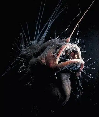 Underwater Weirdos - Fanfin Seadevil Underwater Weirdos - Fanfin Seadevil