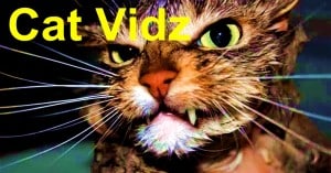 VIDEOS: Small Cat In Tube/ Fat Cat In Bath – Abuse?