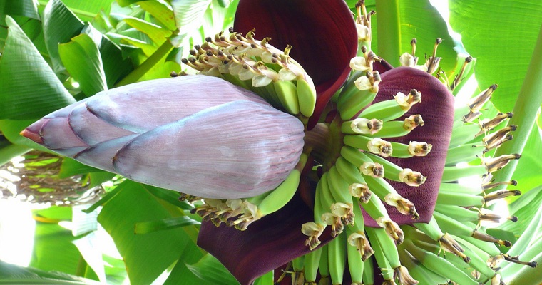 Banana Tree Blossom Header
