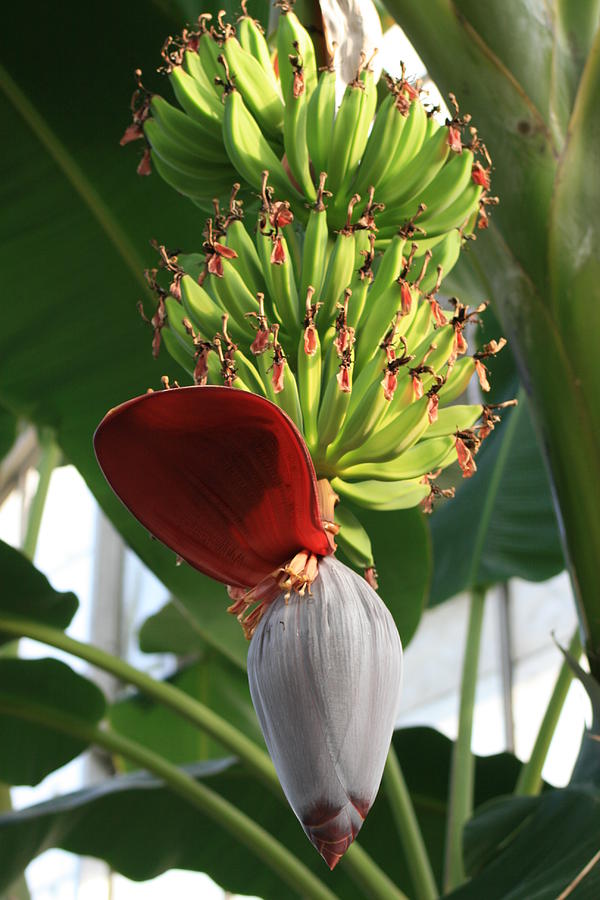 Banana Tree Blossom
