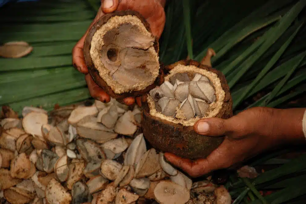 Brazil Nut Tree Brazil Nut Tree