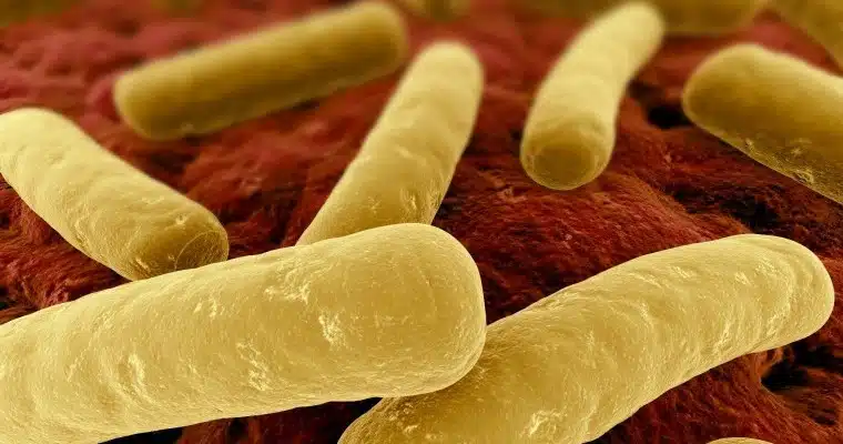 C. difficile