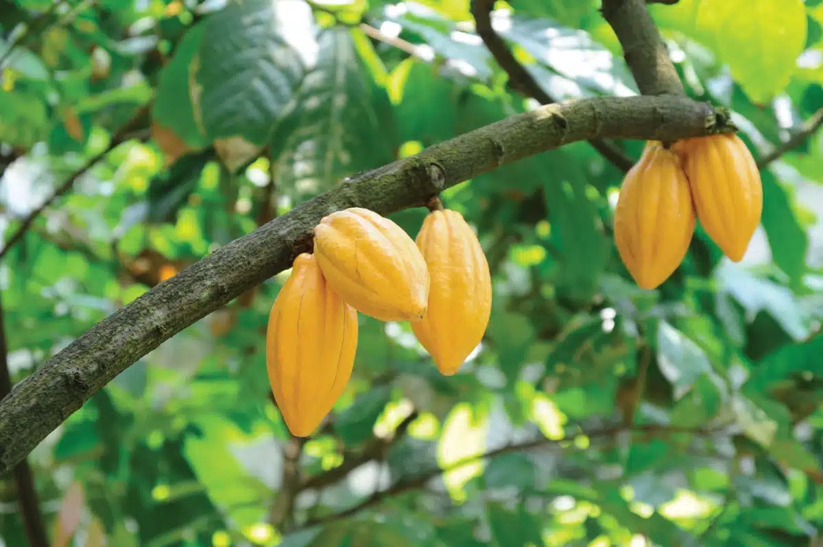 Cacao Tree Cacao Tree