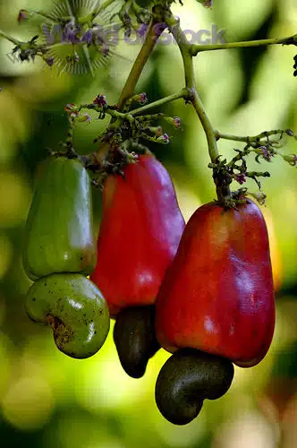 Cashews Growing Cashews Growing