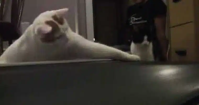 Cat Treadmill Cat Treadmill
