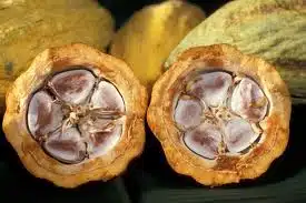 Cocoa Beans In A Cacao Pod Cocoa Beans In A Cacao Pod