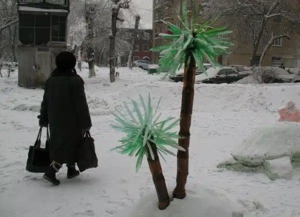 Hilarious Russian Photos - Palm Trees Hilarious Russian Photos - Palm Trees