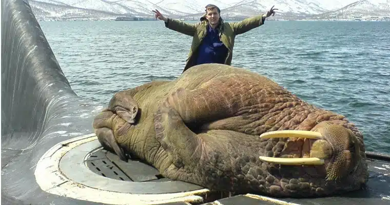 Hilarious Russian Photos - Walrus Hilarious Russian Photos - Walrus