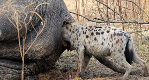 VIDEO: Hyena Eating An Elephant’s Butt Before The Elephant’s Butt Explodes In The Hyena’s Face