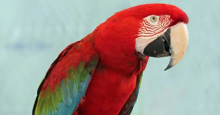 Macaw Macaw
