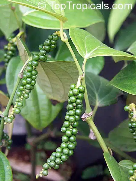 Pepper Corn Plant Pepper Corn Plant