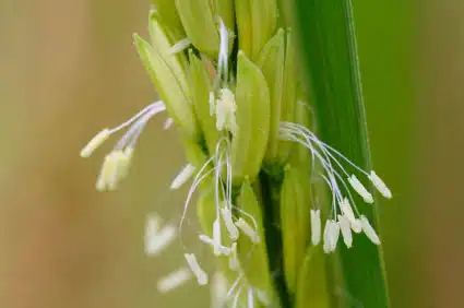 Rice Flower Rice Flower