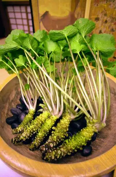 Wasabi Plant Wasabi Plant