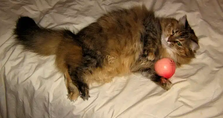 cat cat