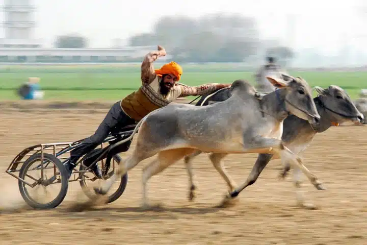 Rural Olympics Chariot Cow Race Cow race participant Rural Olympics