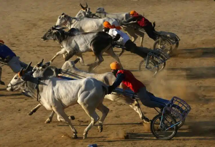 Rural Olympics Race Multiple Participants, cow race