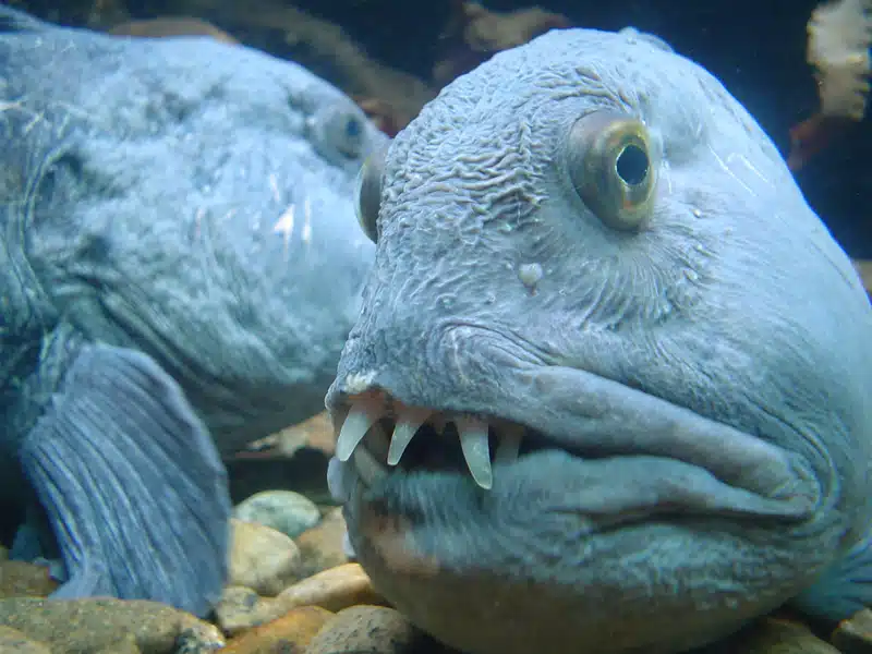 Wolf-Fish