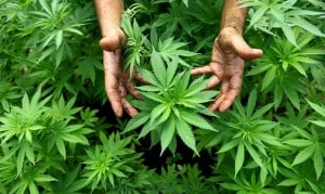 Scratch ‘N’ Sniff Cannabis Cards Distributed By Crimestoppers