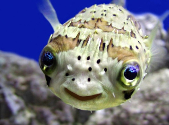 fugu is the cutest deadly fish