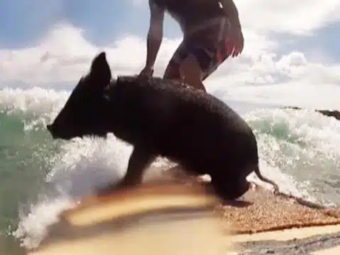 zorro pig