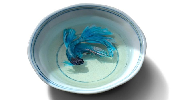 Keng Lye Blue Fish