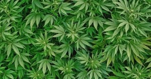 Amsterdam Takeaways To Sell Cannabis Flavoured Mayonnaise