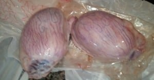 The World’s Most Disgusting Delicacies Really Are Disgusting – Here Are Some Of The Worst Foods Out There