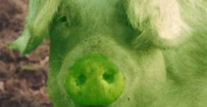 Pigs Fed On Weed Get Fatter Quicker And Taste More Savoury