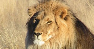 A Mexican Restaurant In Florida Has Started Selling Lion-Meat Tacos And Have Received Bomb And Rape Threats Because Of It
