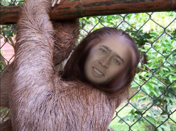Nicolas Cage Sloth
