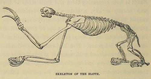 Sloth Skeleton