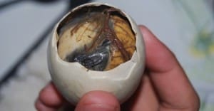 We Check Out More Of The World’s Most Disgusting Delicacies