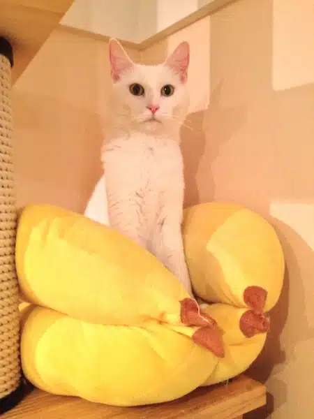 cat cafe 12