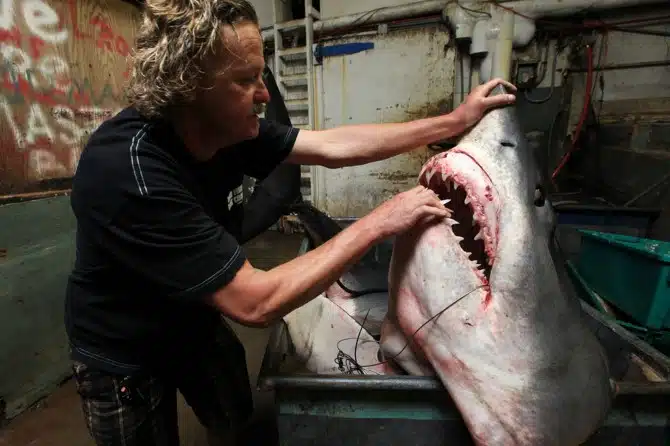 Biggest Mako Shark - California - Massive Teeth Biggest Mako Shark - California - Massive Teeth