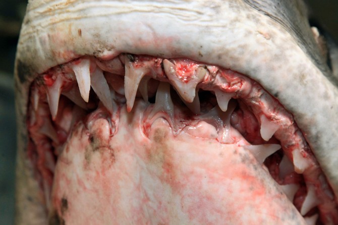 Biggest Mako Shark - California - Massive Teeth Lovely Smile