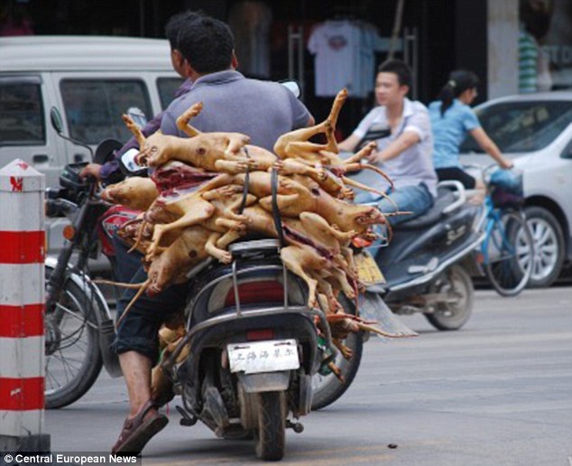 Chinese Dog Meat Festival - Dog Bodies On Bike