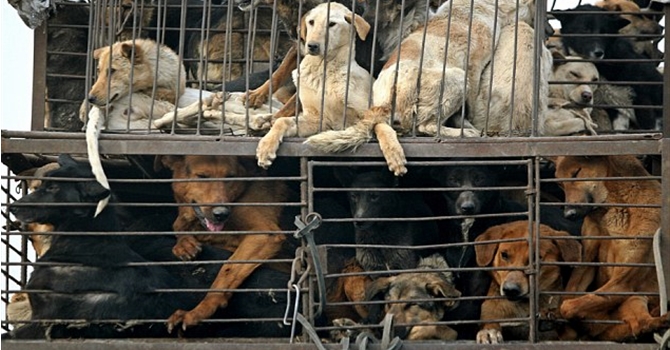 Chinese Dog Meat Festival - Dogs On Lorries In Transit