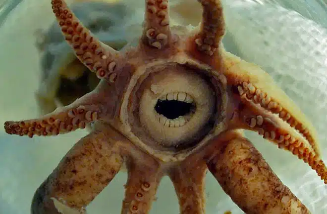 gob faced squid
