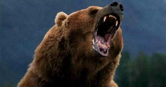 grizzly