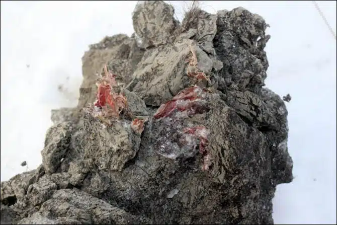 MAMMOTH BLOOD